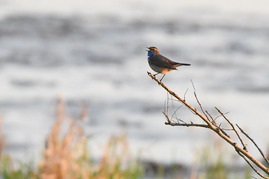 Blaukehlchen