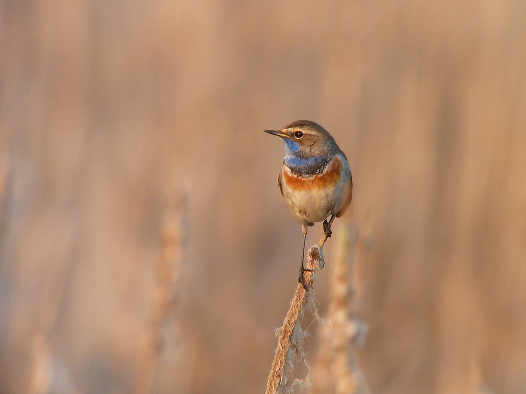 Blaukehlchen