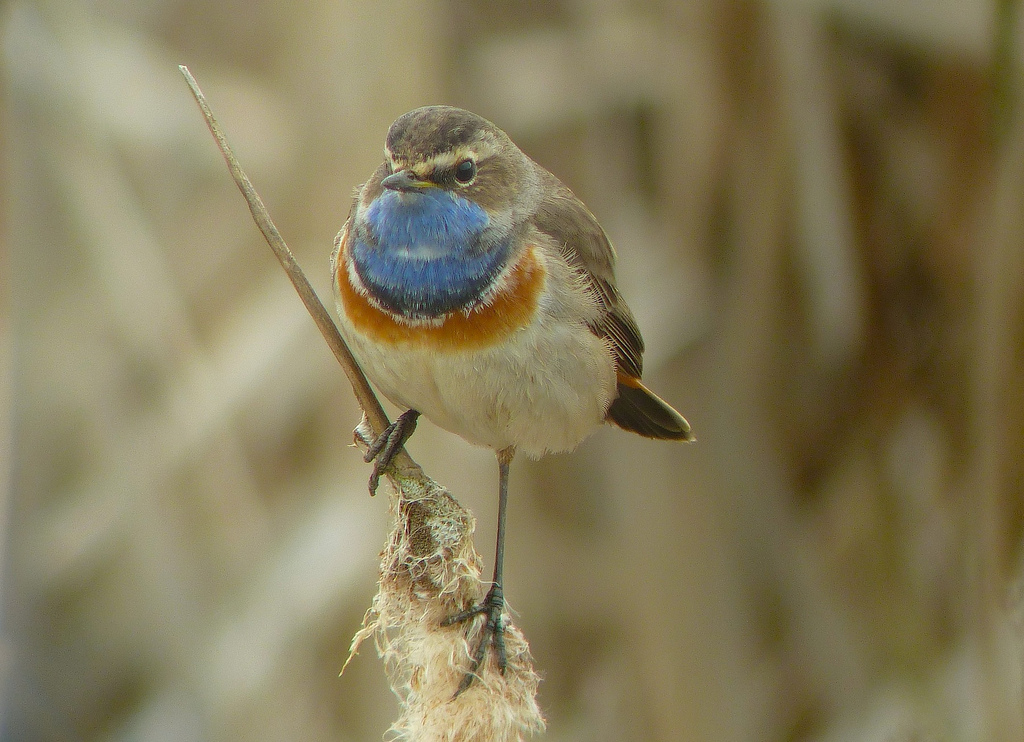 Blaukehlchen