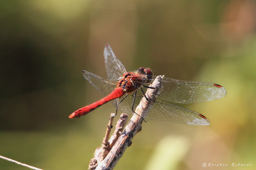 Blutrote Heidelibelle