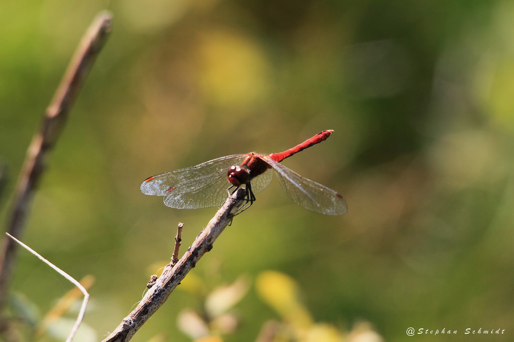 Blutrote Heidelibelle