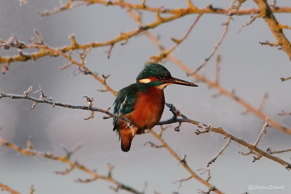 Eisvogel