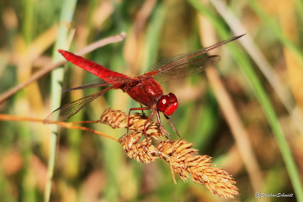 Feuerlibelle