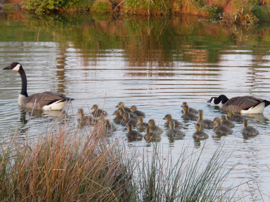 Nachwuchs bei den Kanada-Gänsen